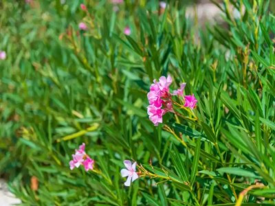 Villa Can Pina - Eco Cascada - - Ferienhaus Mit Pool - Outdoor photo 25