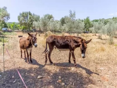 Apartment Can Pina - Eco Groc - - Apartment In Costitx - Environment photo 24