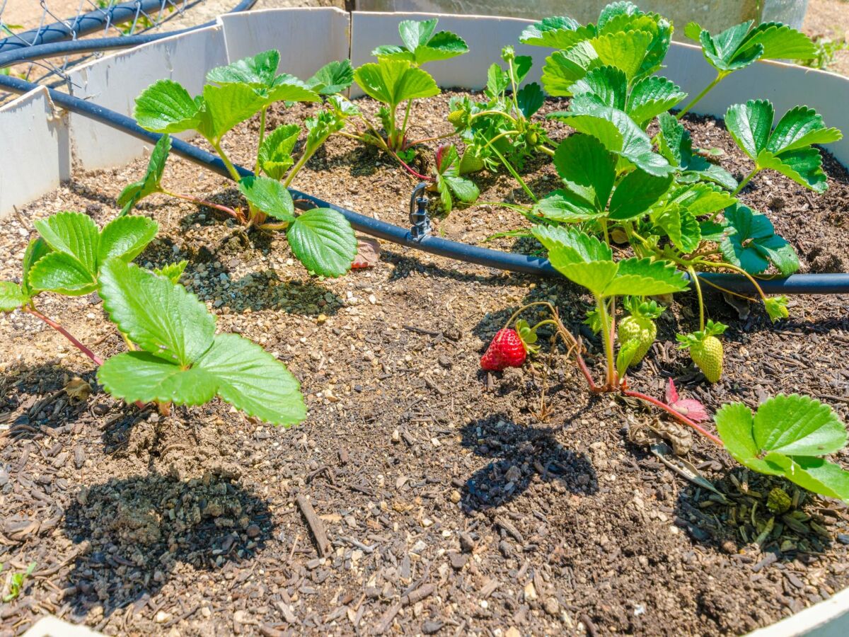 Villa La Cigarra Can Carrasco - Ferienhaus Mit Pool - Outdoor photo 3