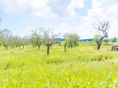 Holiday house Casa Holganza - House In Maria De La Salut - Environment photo 25