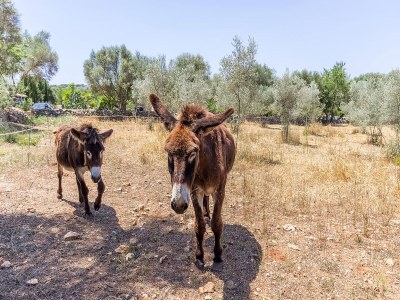 Apartment Can Pina - Eco Redonda 2 - - Apartment In Costitx - Outdoor photo 7