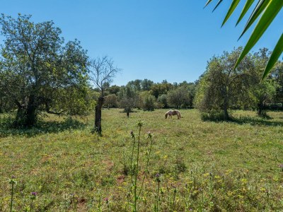 Villa Can Rafalino - Villa With Private Pool In Inca - Environment photo 26