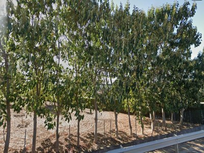 Villa Can Serra - Ferienhaus Mit Privatem Pool - Environment photo 7