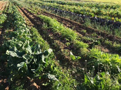 Villa Can Serra - Ferienhaus Mit Privatem Pool - Environment photo 11