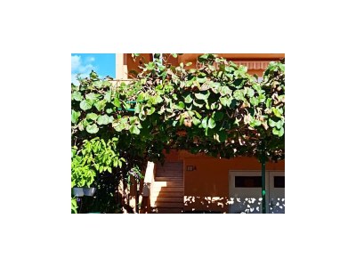 Apartment One bedroom apartment with terrace and sea view Zadar - Diklo, Zadar A-6268-b - Outdoor photo 7