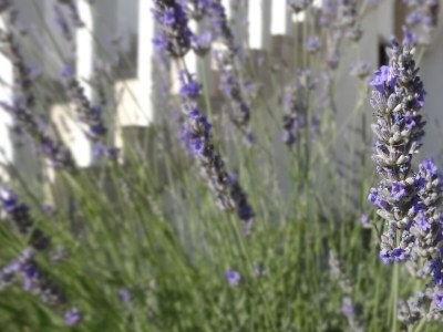 Apartment Two bedroom apartment with terrace Njivice, Krk A-17010-b - Outdoor photo 6