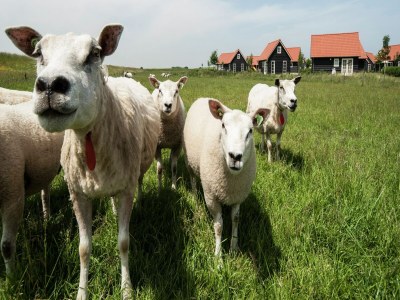 Holiday park Wemeldinge Gruppenretreat - Environment photo 23