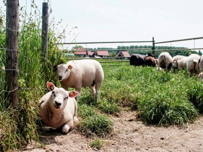 Holiday park Wemeldinge Gruppenretreat - Outdoor photo 39