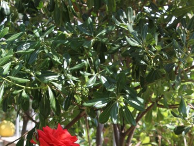 Apartment Two bedroom apartment near beach Metajna, Pag A-6497-b - Outdoor photo 11