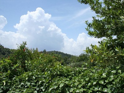 Apartment One bedroom apartment with terrace Žuljana, Pelješac A-4574-d - Outdoor photo 14