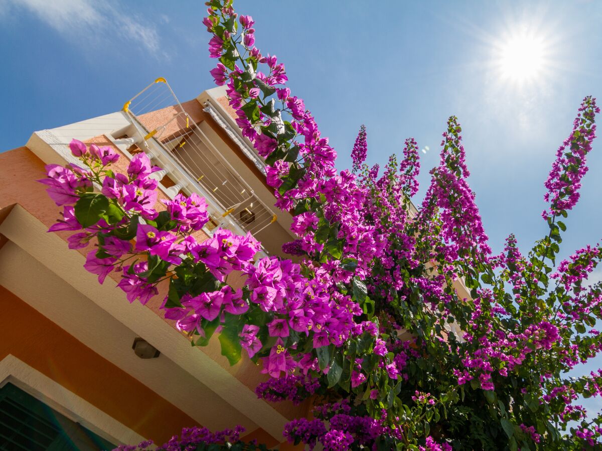 Apartment One bedroom apartment with balcony Barbat, Rab A-20080-d - Outdoor photo 3