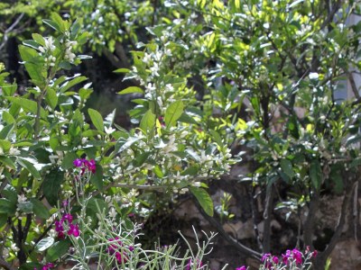 Apartment Two bedroom apartment with terrace and sea view Cove Zarace (Gdinj), Hvar A-4597-d - Outdoor photo 15