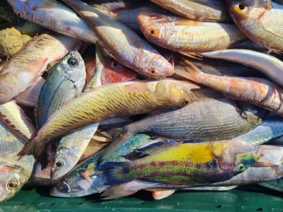 Apartment One bedroom apartment near beach Metajna, Pag A-6395-d - Outdoor photo 4