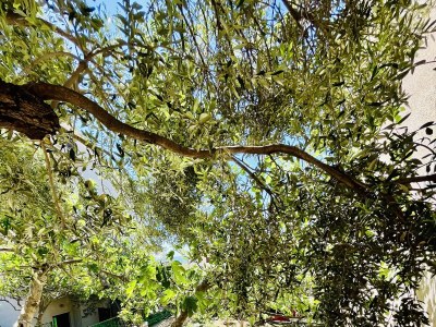 Apartment Two bedroom apartment with terrace Makarska A-18028-a - Outdoor photo 37