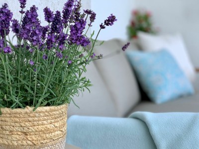 Holiday apartment Panorama-Suite - Outdoor photo 5