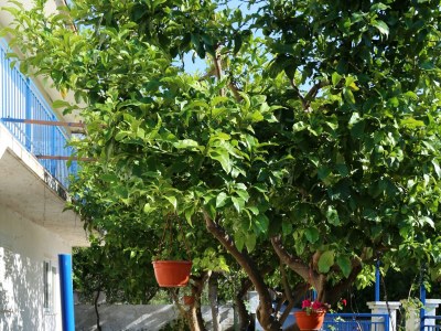 Apartment Two bedroom apartment with terrace Orebić, Pelješac A-264-d - Outdoor photo 7