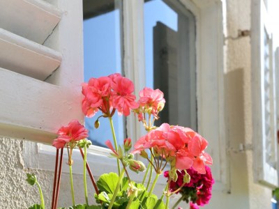 Apartment Two bedroom apartment with terrace Orebić, Pelješac A-264-d - Outdoor photo 15