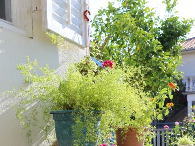 Apartment Two bedroom apartment with terrace Orebić, Pelješac A-264-d - Outdoor photo 19