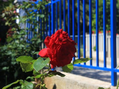 Apartment Two bedroom apartment with terrace Orebić, Pelješac A-264-d - Outdoor photo 21