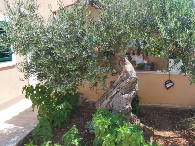 Apartment Two bedroom apartment with terrace and sea view Mirca, Brač A-2854-a - Outdoor photo 11