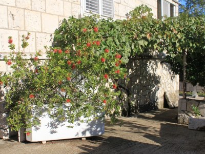 Holiday room (pet friendly) Lumbarda, Korčula S-9299-b - Outdoor photo 8