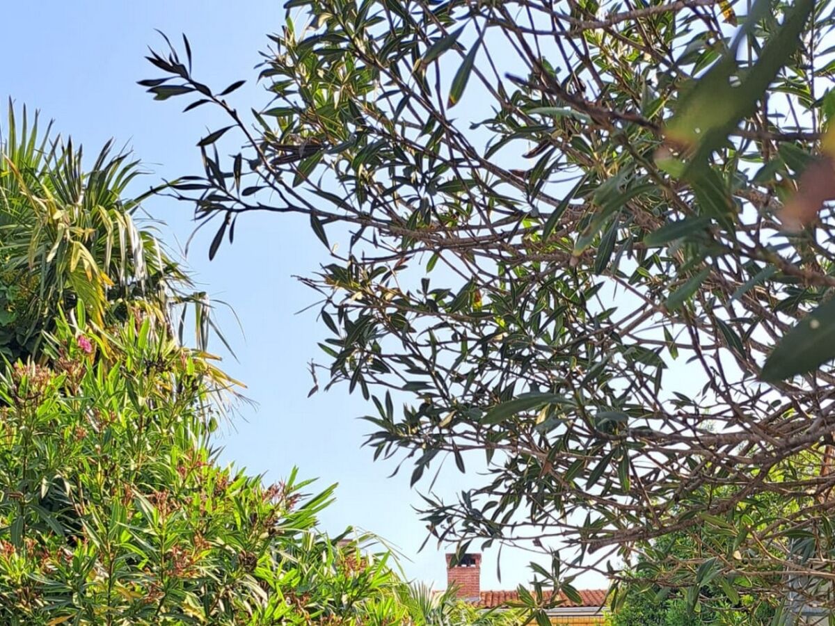 Apartment Four-bedroom apartment with terrace and sea view Crikvenica A-20724-a - Outdoor photo 3