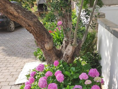 Apartment Two bedroom apartment with terrace and sea view Tkon, Pašman A-16275-a - Outdoor photo 7