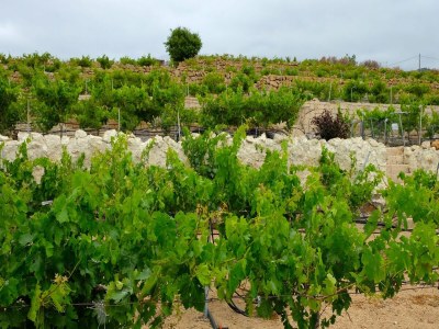 Holiday house Estate in La Sabina with private pool - Environment photo 23