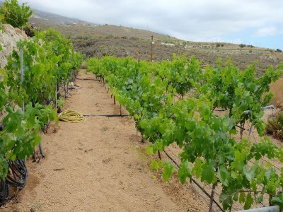 Holiday house Estate in La Sabina with private pool - Environment photo 24