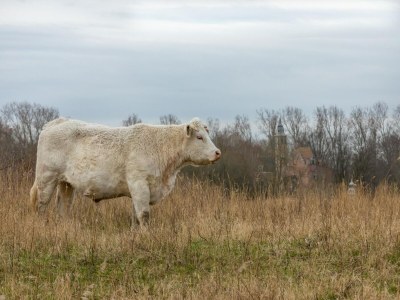 Holiday house Modernes Ferienhaus in Strandnähe - Environment photo 32