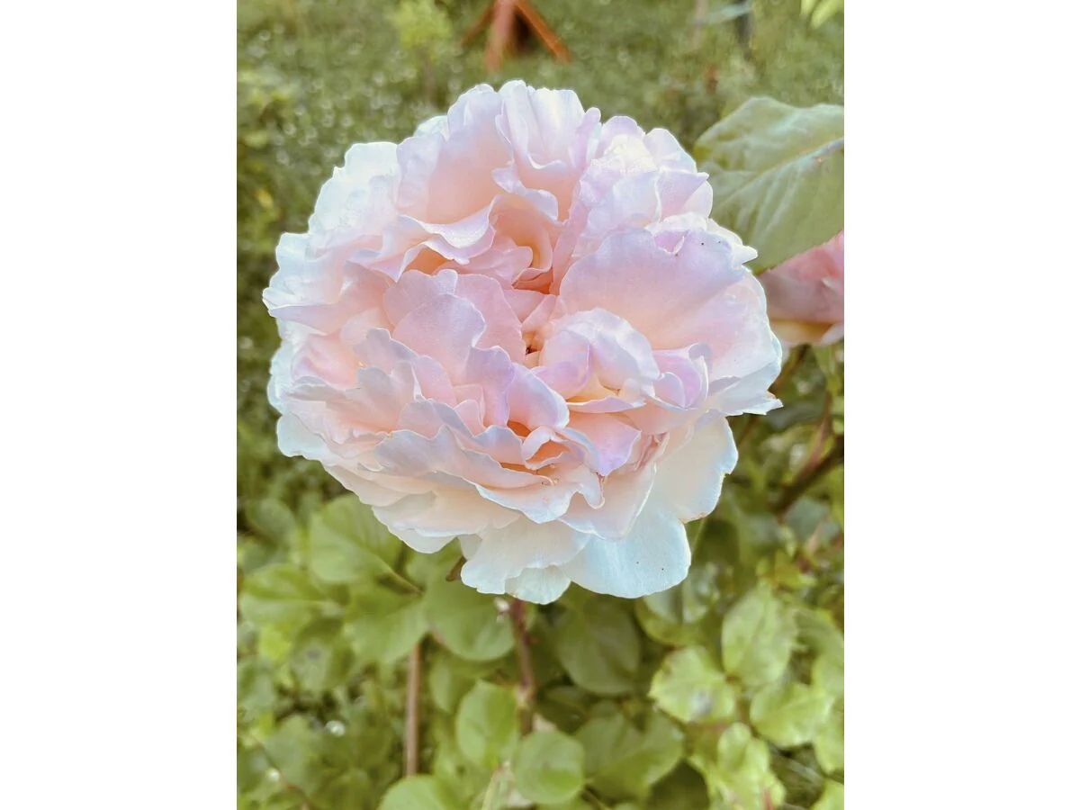 Apartment Appartement/Fewo, Dusche, WC, 2 Schlafräume - Outdoor photo 4