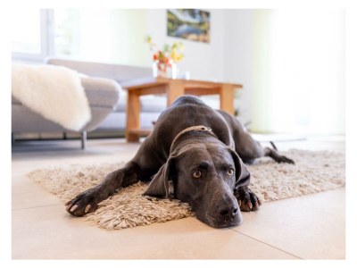 Apartment Ferienwohnung Dusche und Bad/WC, 2 Schlafräume - Features photo 22