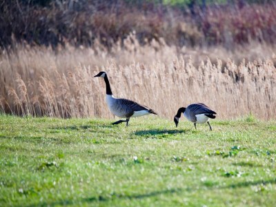 Holiday house Ferienhaus Skipper Galerie Olpenitz - Environment photo 30