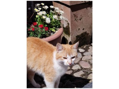 Holiday apartment Ferienwohnung Clara Hof Döttgebüll - Environment photo 25