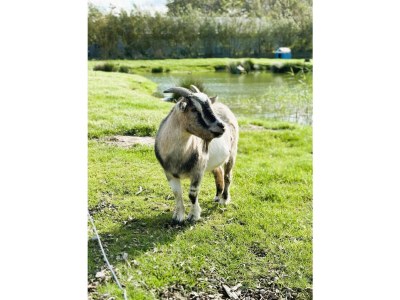 Holiday house Villa Deichblick - Environment photo 28