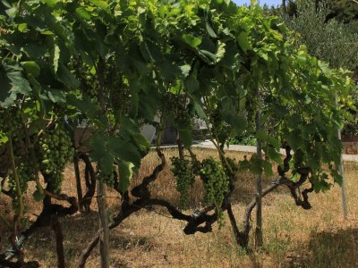 Apartment Two bedroom apartment near beach Tkon, Pašman A-8297-a - Outdoor photo 8