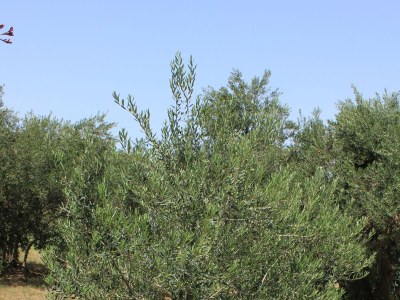 Apartment Two bedroom apartment near beach Tkon, Pašman A-8297-a - Outdoor photo 9