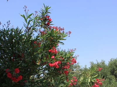 Apartment Two bedroom apartment near beach Tkon, Pašman A-8297-a - Outdoor photo 10