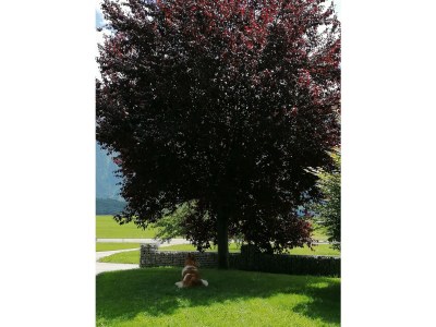 Holiday apartment Sonnweber - Environment photo 23