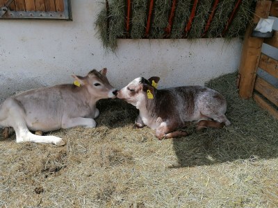 Holiday apartment Sonnweber - Environment photo 25