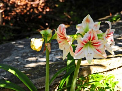Holiday house Three bedroom house near beach Cove Fabrice, Šolta K-8692 - Outdoor photo 18