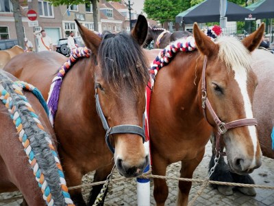 Bungalow For 4 people in the holiday resort Broedershoek - Environment photo 20