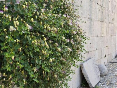 Holiday house Heritage Hotel Maškovića Han Double Room - Outdoor photo 44