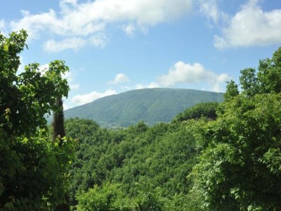 Villa Majestic Villa Retreat - Environment photo 28