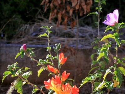 Apartment Four-bedroom apartment with terrace Brna, Korčula A-9188-a - Outdoor photo 6