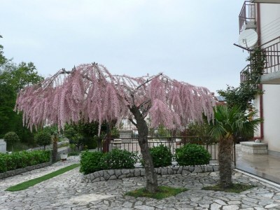 Apartment Two bedroom apartment with terrace Malinska, Krk A-19296-a - Outdoor photo 7
