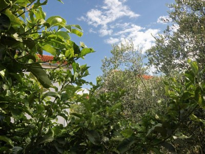 Holiday house Two bedroom house with terrace Orebić, Pelješac K-9482 - Outdoor photo 44