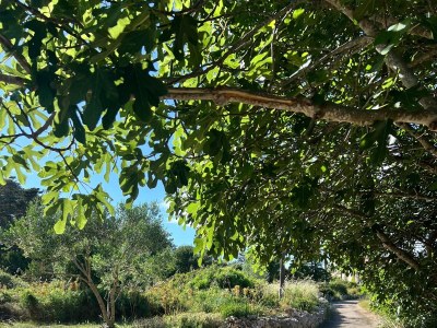Apartment Two bedroom apartment with terrace and sea view Veli Rat, Dugi otok A-436-a - Outdoor photo 8
