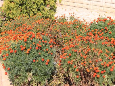 Apartment One bedroom apartment with terrace Valbandon, Fažana A-7304-b - Outdoor photo 9