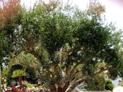 Apartment One bedroom apartment with terrace and sea view Lopar, Rab A-19896-a - Outdoor photo 8